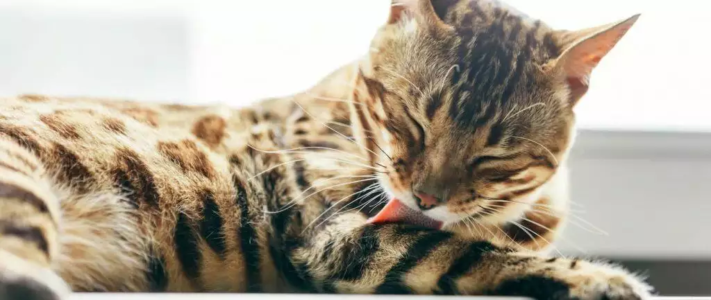 best cat hairball treatment medicine