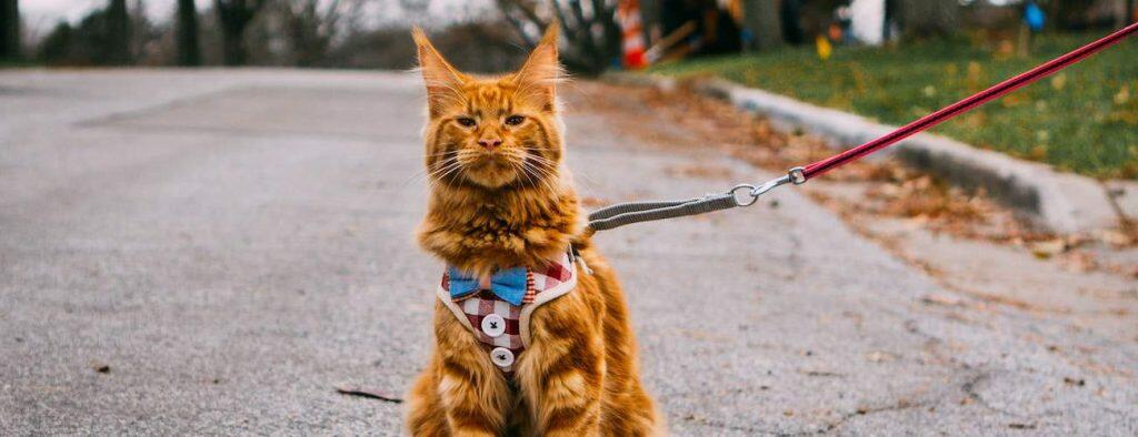 best cat harnesses