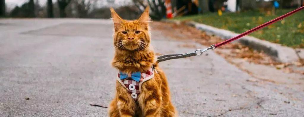 best cat harnesses
