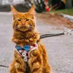 Best Cat Harnesses UK 2026: Escape-Proof & Adventure Reviews