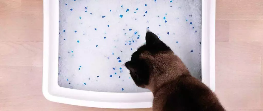 best cat litter non-clumping