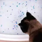 Non-Clumping Cat Litters