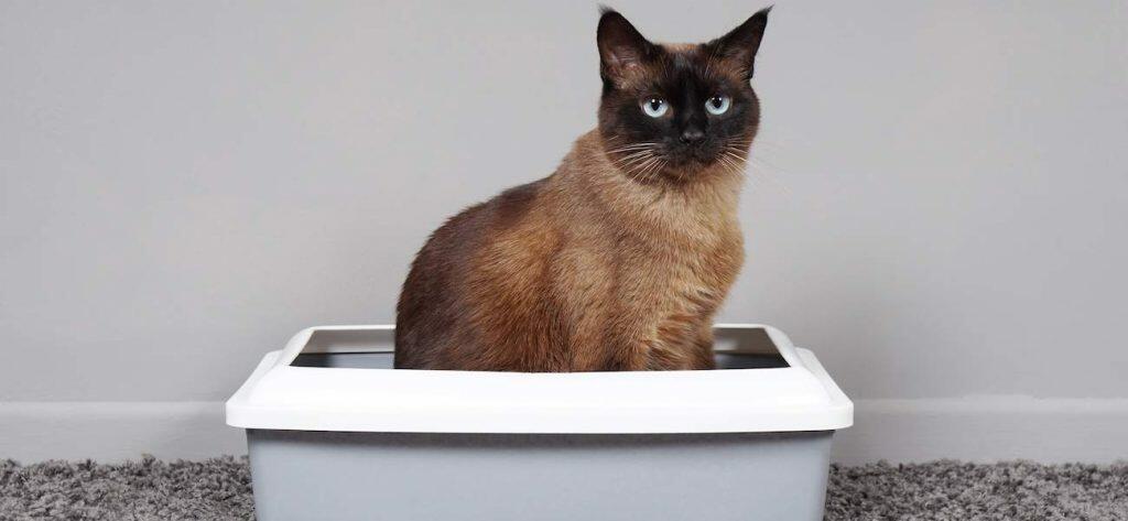 best cat litter tray box