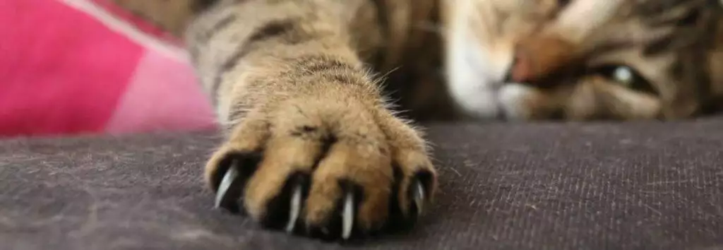 best cat nail claw clippers scissors