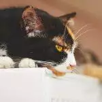 Best Cat Radiator Beds UK 2026: Hammock & Fleece Reviewed