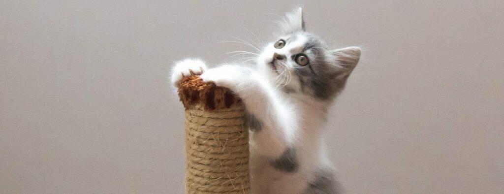 best cat scratching post for claw