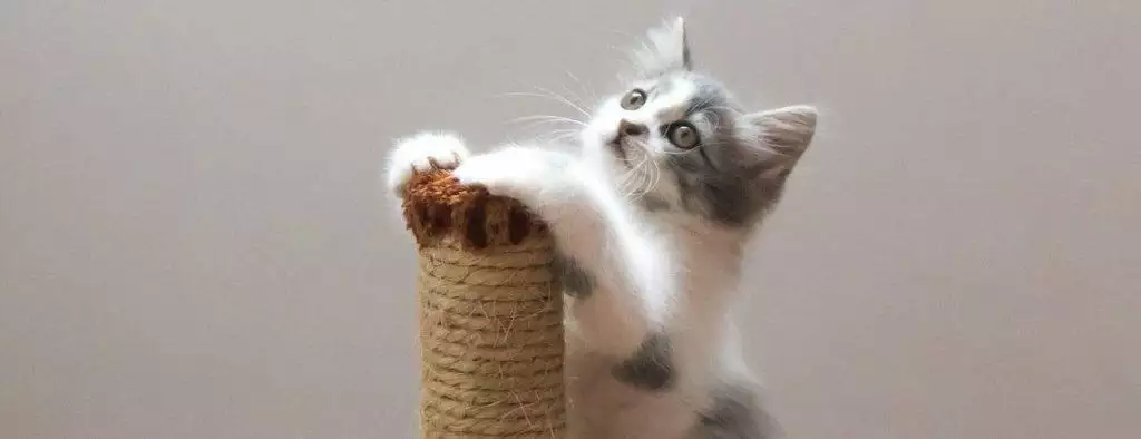 best cat scratching post for claw