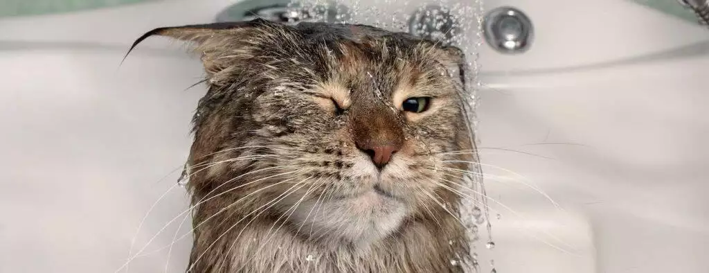 best cat shampoo cat bath for fleas fur