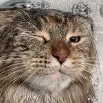 Best Cat Shampoos UK 2026: Gentle, Waterless & Medicated Reviewed