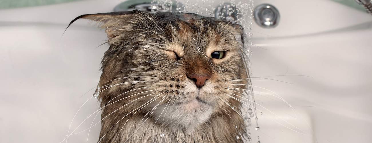 Best Cat Shampoos Reviewed for 2022 Petz