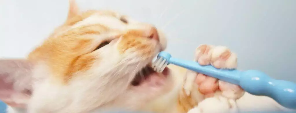 best cat toothpaste for teeth