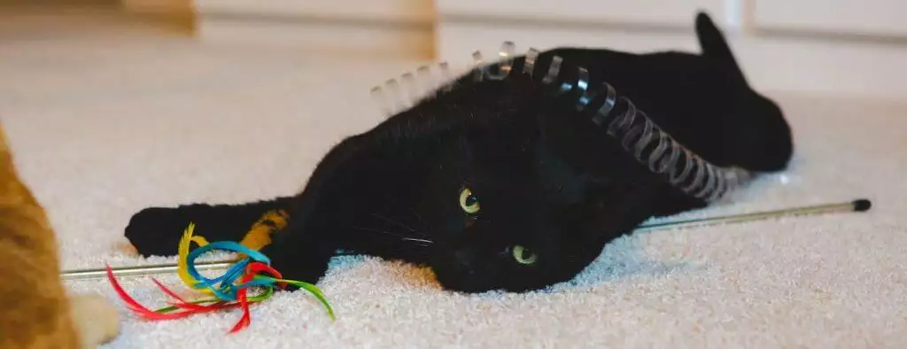 best cat toys wands interactive