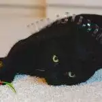 Best Cat Toys UK 2026: Wands, Puzzles & Electronic Reviewed