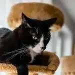 Best Cat Trees UK 2026: Tall, Sturdy & Large Cat-Friendly Reviewed