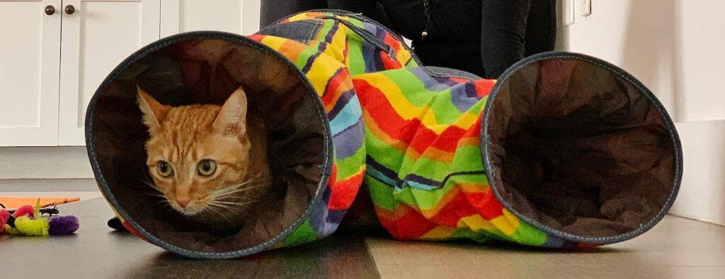 best cat tunnel playing circuit