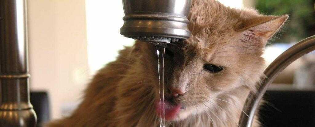 best cat water fountain drinking bowl