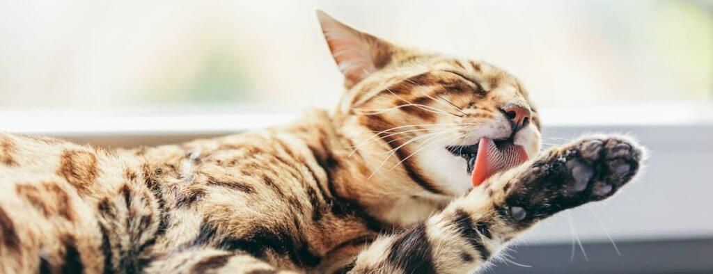 best cat wipe for cleaning