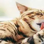 Best Cat Cleaning Wipes UK 2026: Safe Grooming Wipes for Sensitive Cats Reviewed