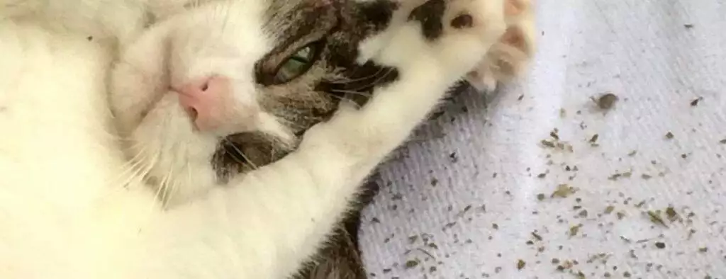 best catnip loose spray chews for cats