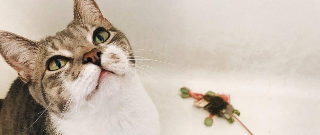 best catnip toys for cats