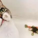 Best Catnip Toys UK 2026: Kickers, Mice & Pillows Reviewed