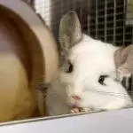Chinchilla Cages