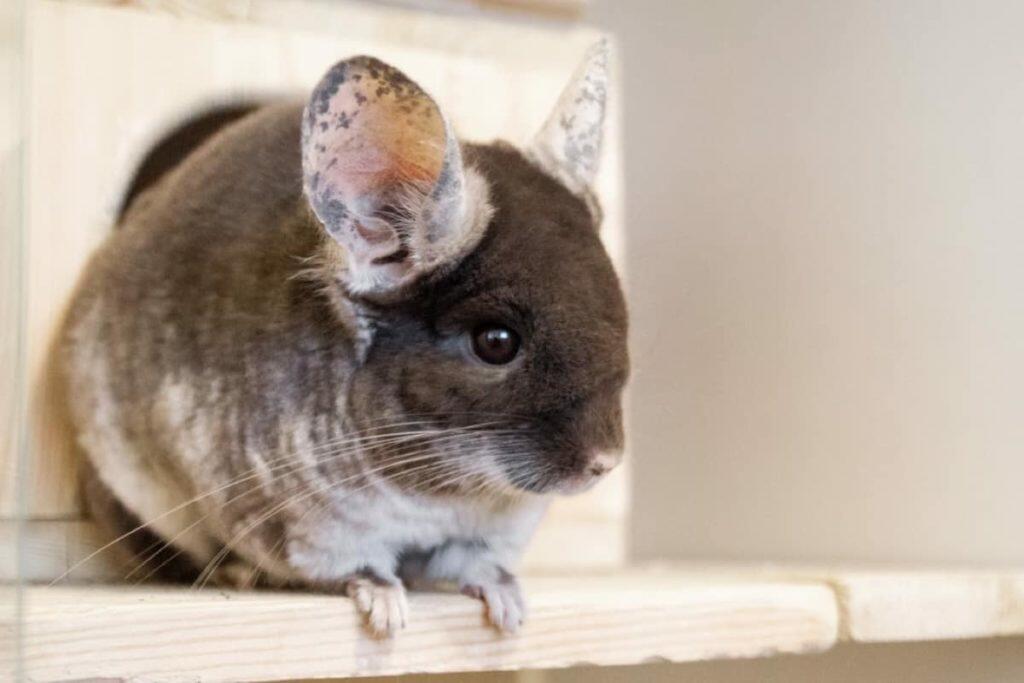 best chinchilla dust