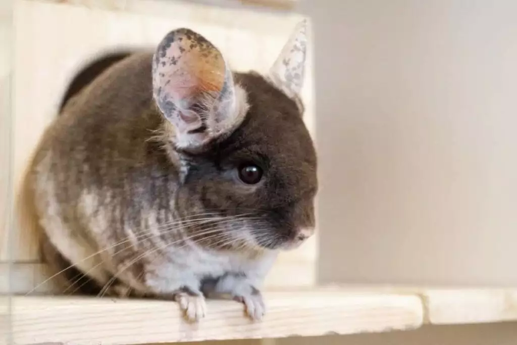 best chinchilla dust