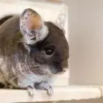 Chinchilla Sand