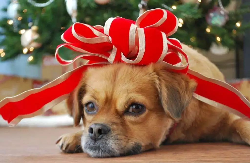 best Christmas gifts for dogs
