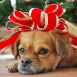 Dog Christmas Hampers & Gift Sets