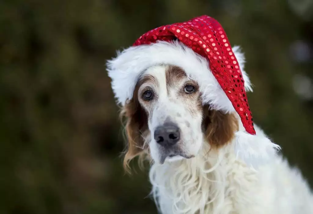 christmas pet name ideas