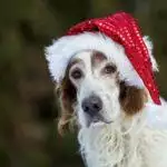 140 Christmas Pet Name Ideas