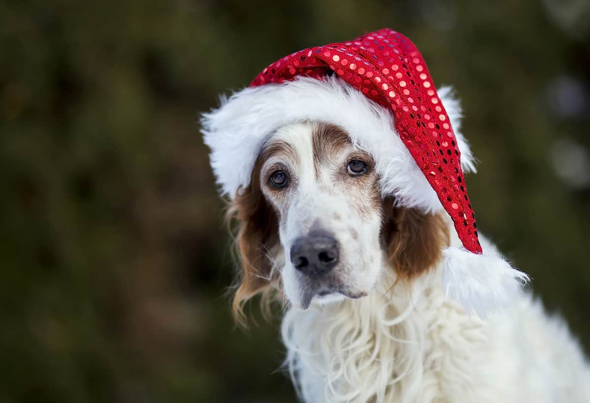 140 Christmas Pet Name Ideas Petz