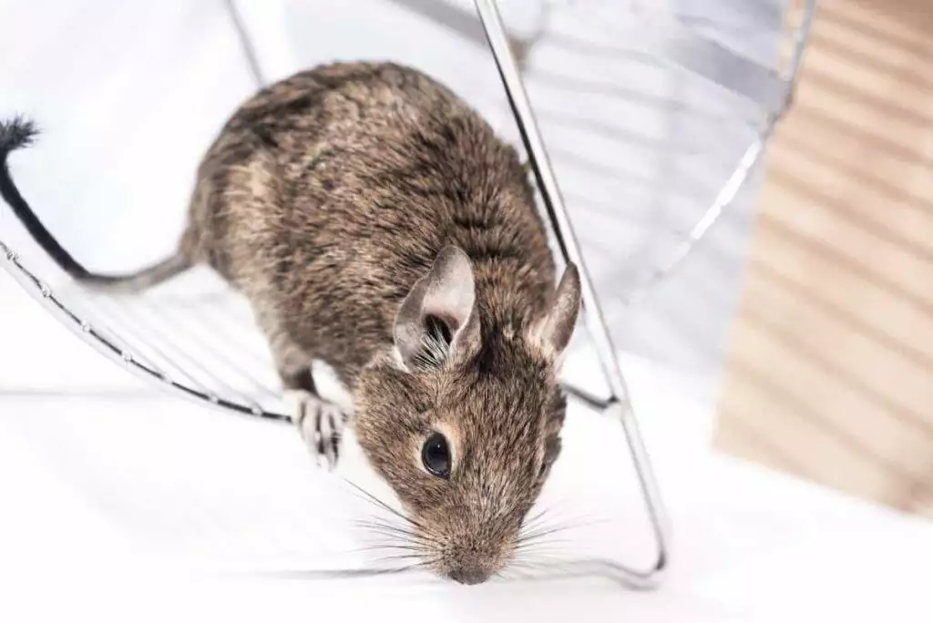 best degu cage