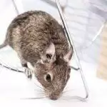 Degu Cages