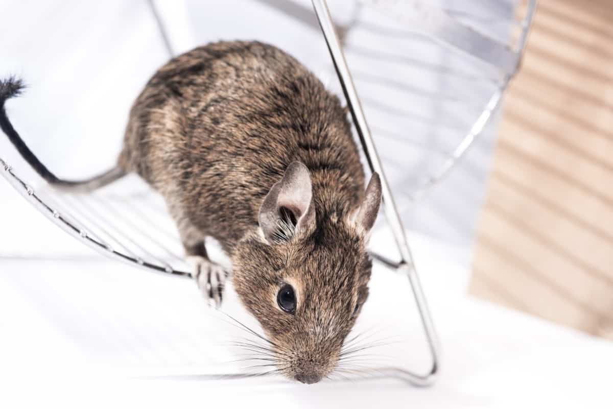 Best Degu Cages Reviewed for 2023 Petz