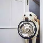 Best Dog Bowls UK 2026: Slow Feeders, Stainless Steel & Anti-Gulp