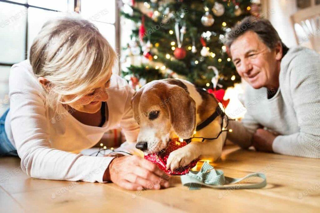 the best christmas gifts for dogs