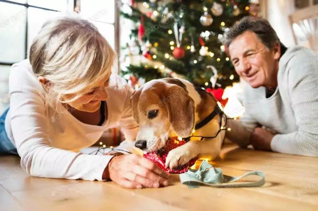 the best christmas gifts for dogs