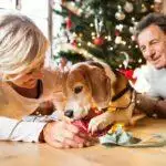 Dog Christmas Presents