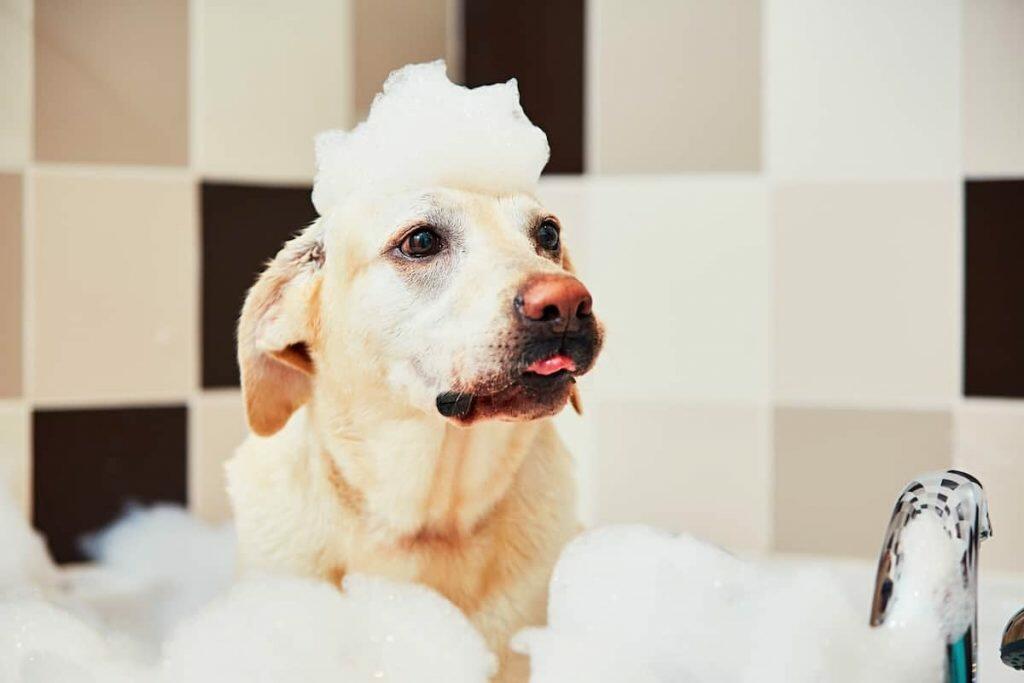 best dog conditioner and shampoo