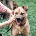 Dog Training Leads & Collars