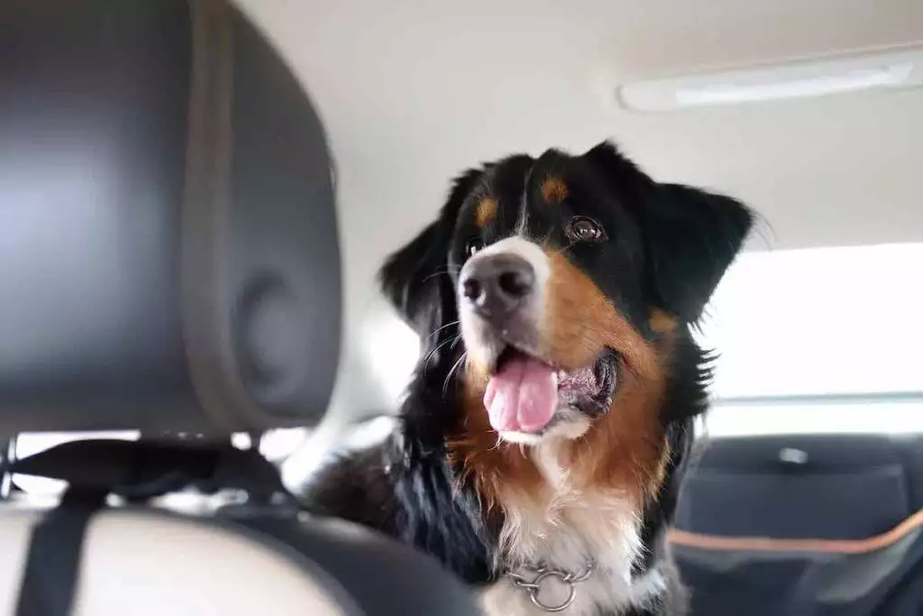 the best dog car seats