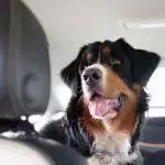 Best Dog Car Seats UK 2026: Booster, Crash-Tested & Safety Reviews