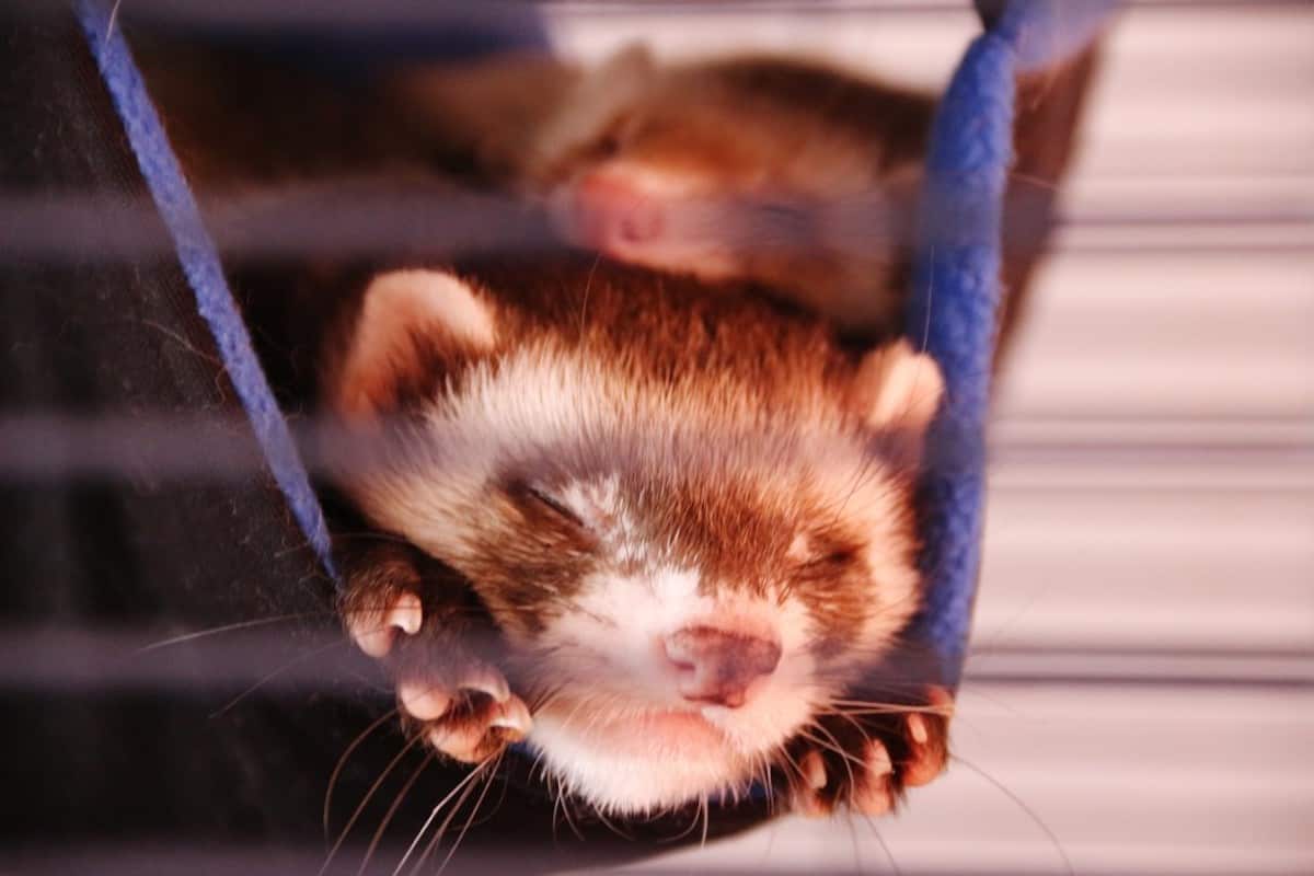 Best Ferret Cages Reviewed for 2022 Petz