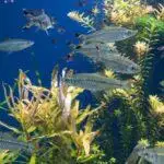 Live Plants for Fish Tanks