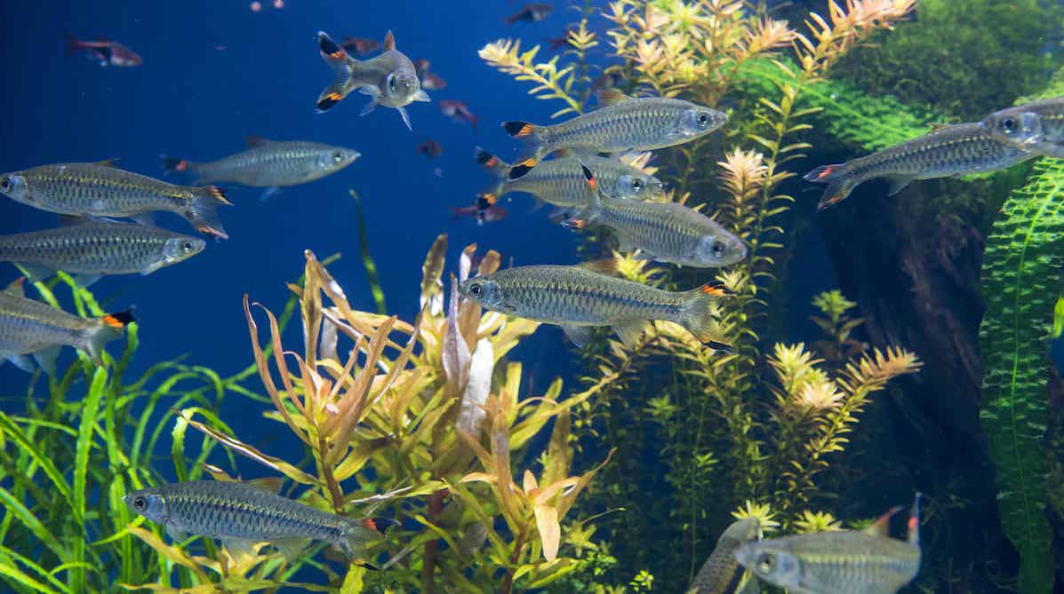 Best Live Plants for Fish Tanks Reviewed for 2023 Petz