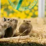Gerbil Cages (Gerbilariums)