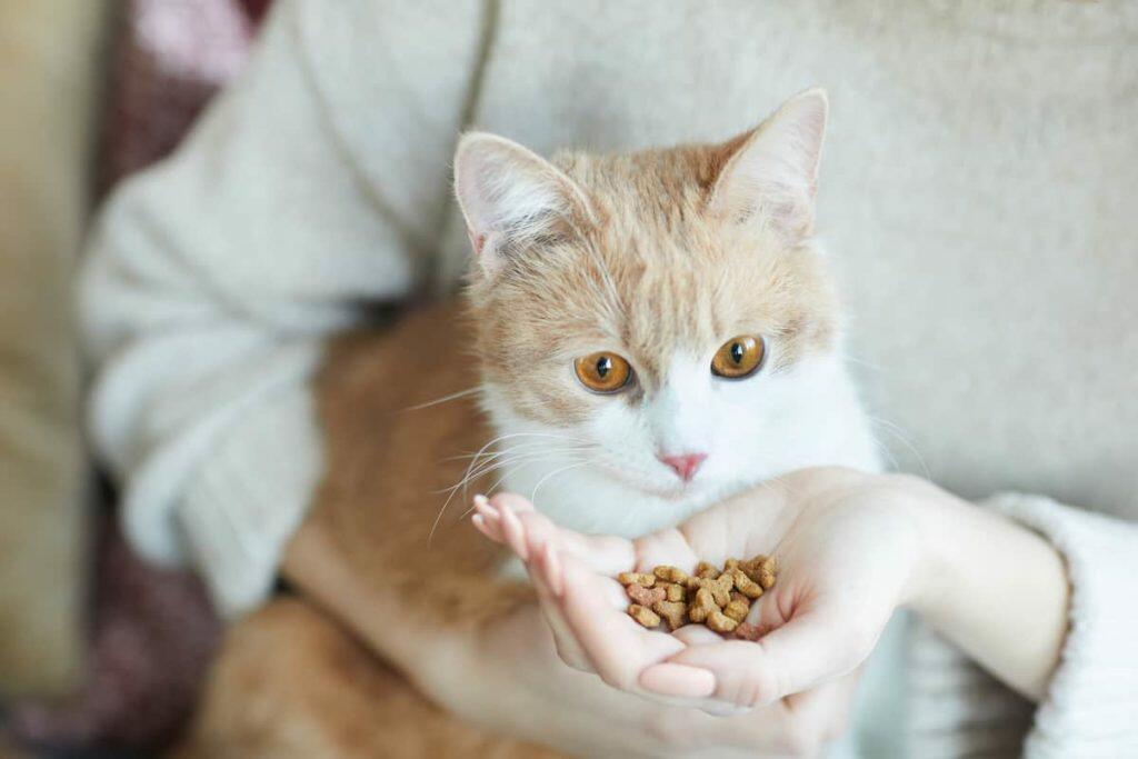 best grain free cat diet